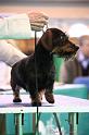 Crufts2011_2 1395